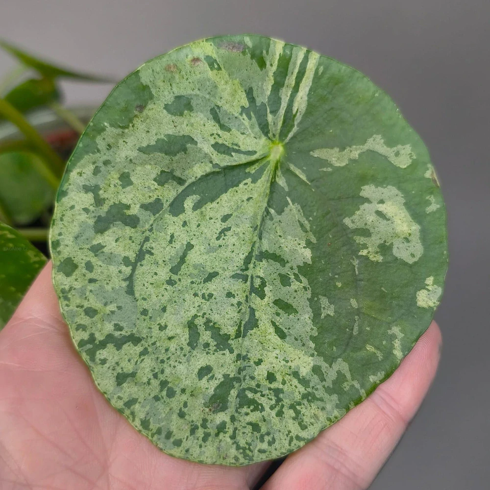 Pilea peperomioides Mojito