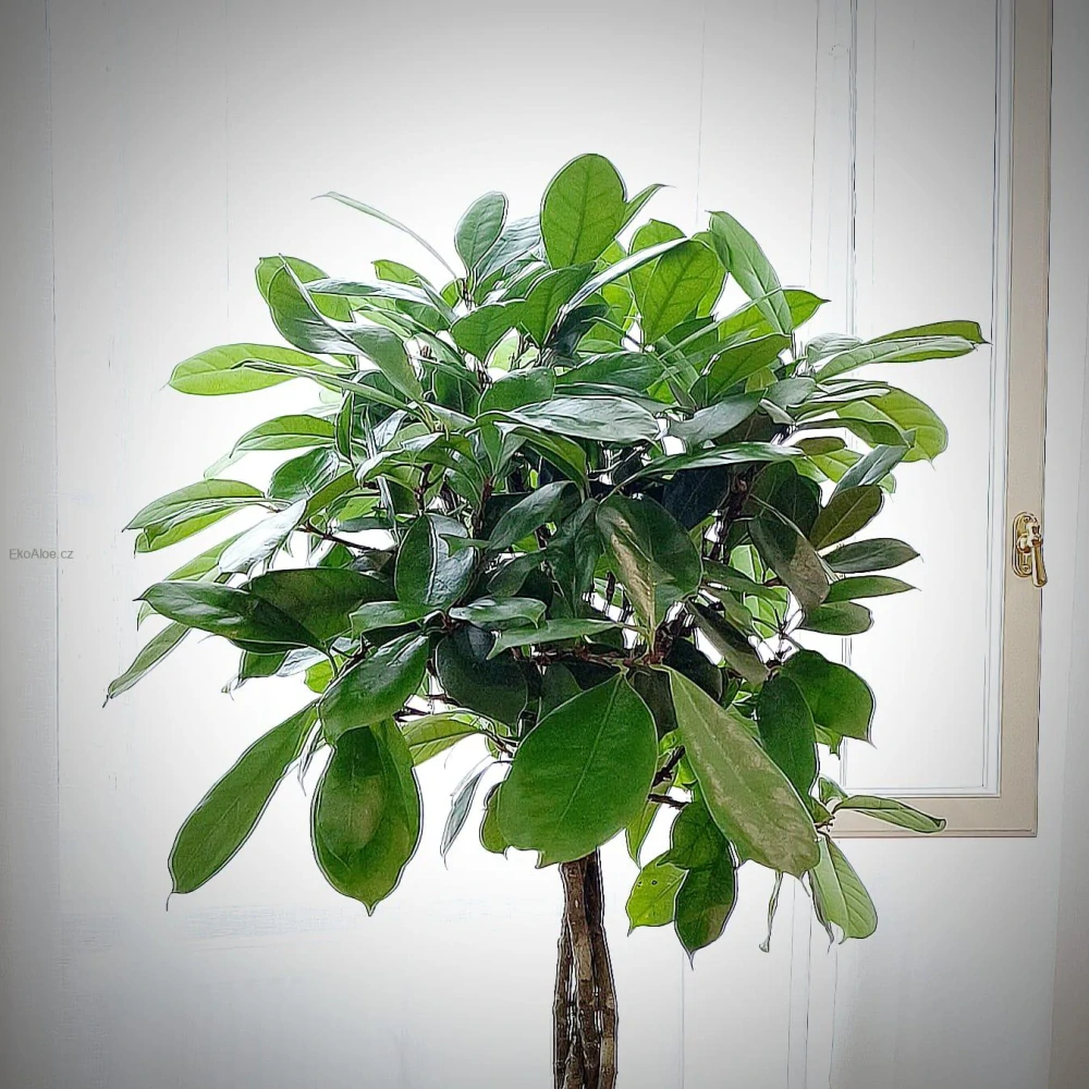 Ficus cyathistipula