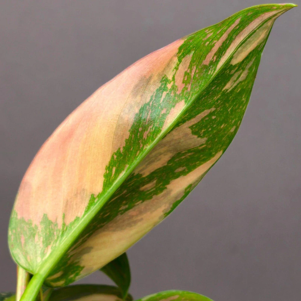 Philodendron Green Congo Variegata