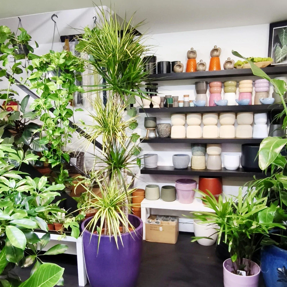 Dracaena mix XXL