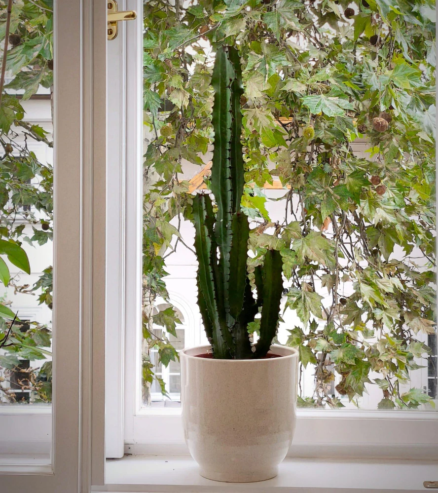 Euphorbia ingens - Pryšec obrovský