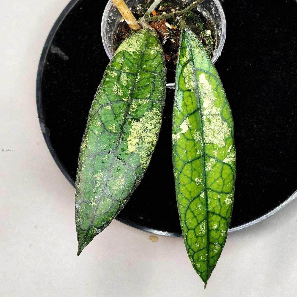 Hoya clemensiorum Black Splash