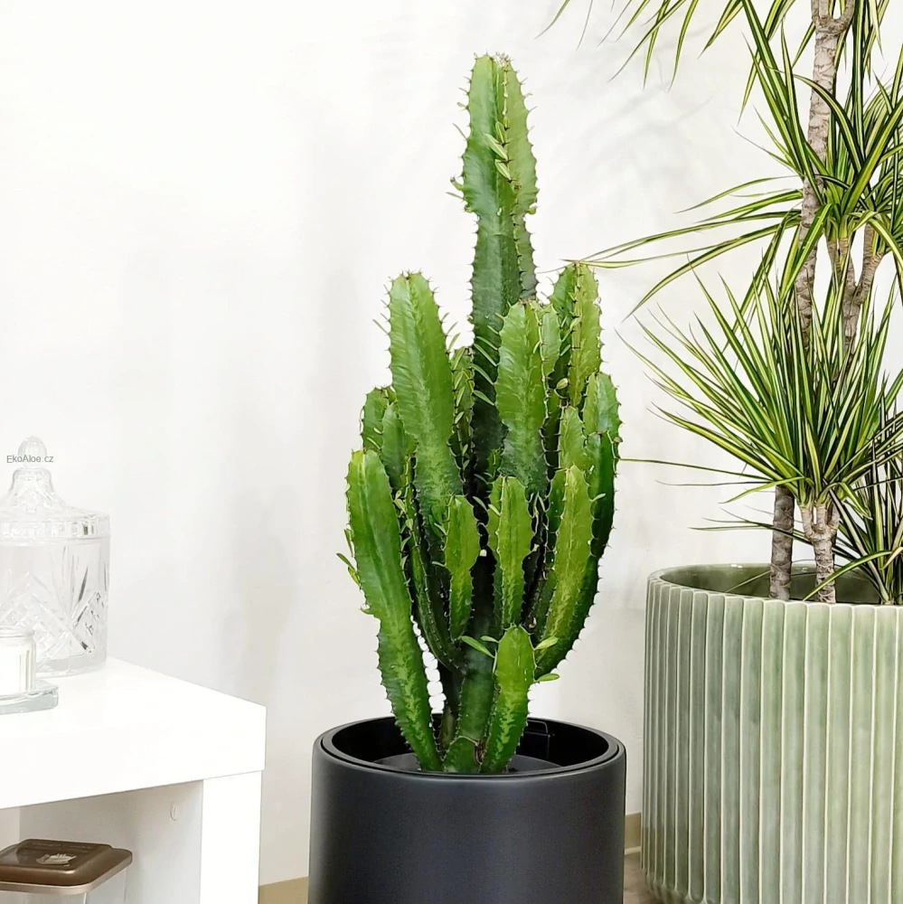 Euphorbia ingens - Pryšec obrovský