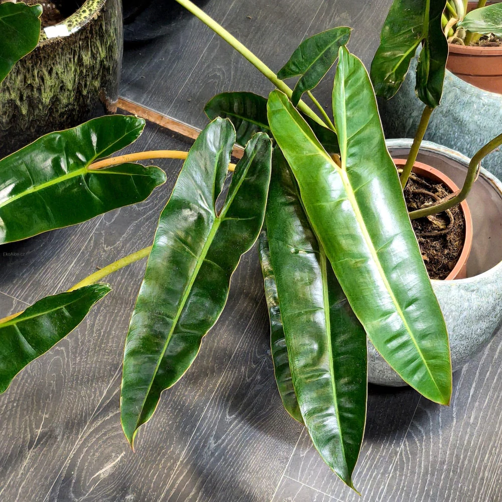 Philodendron Billietiae