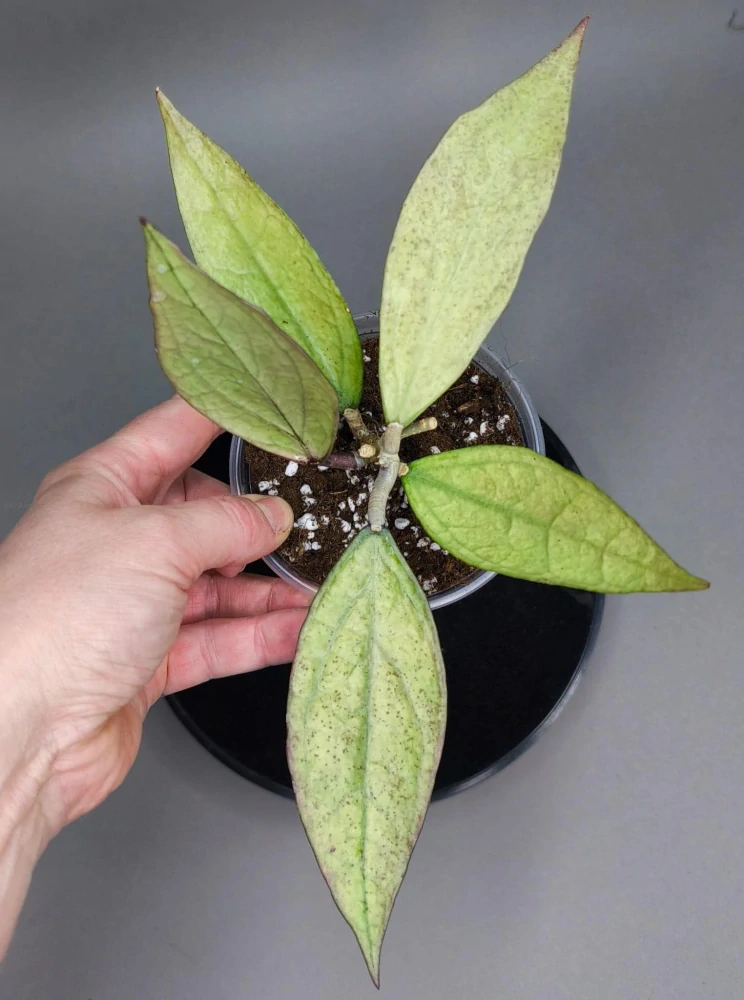 Hoya sp. Germany Silver