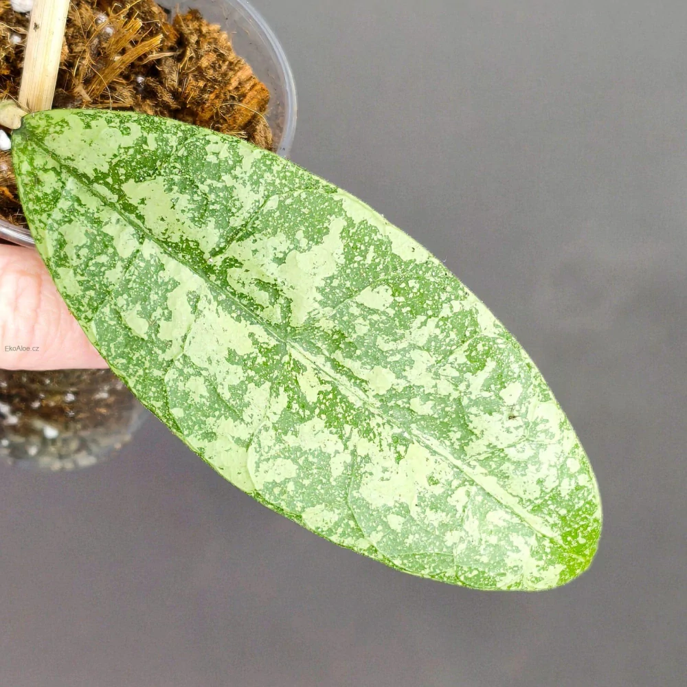 Hoya Aff. Lambi silver splash