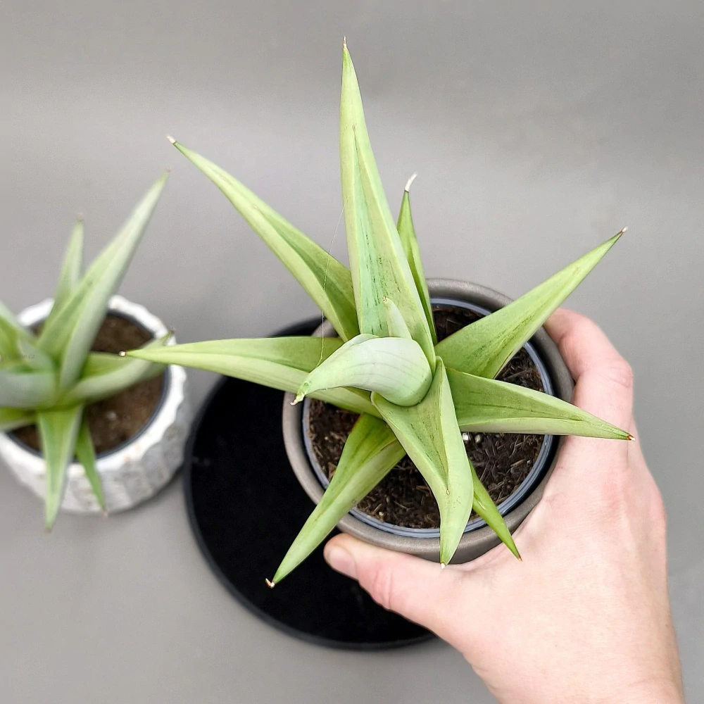 Sansevieria hybrid Chanin