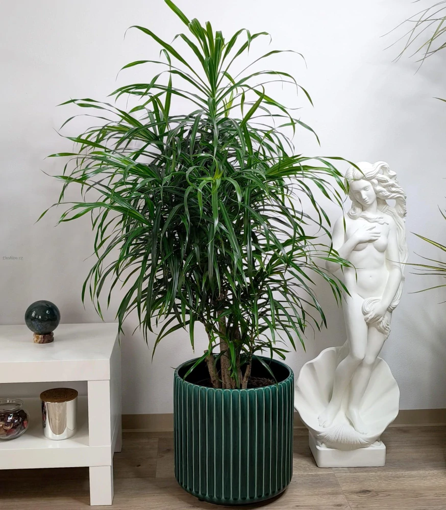 Dracaena Anita - Dračí strom 