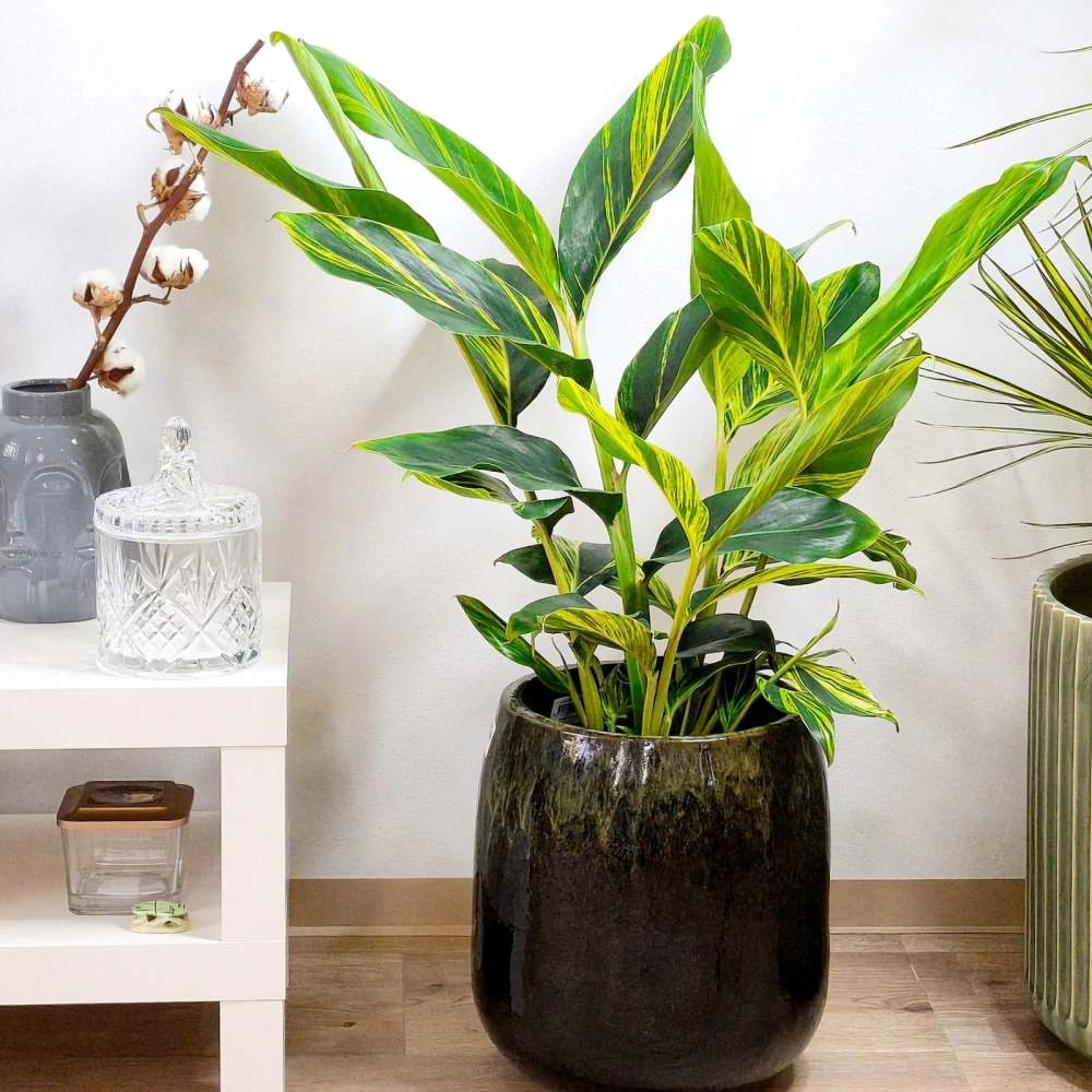 Alpinia zerumbet "Variegata"