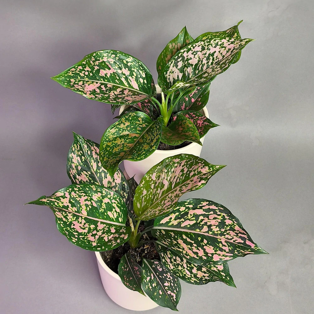 Aglaonema commutatum Schott