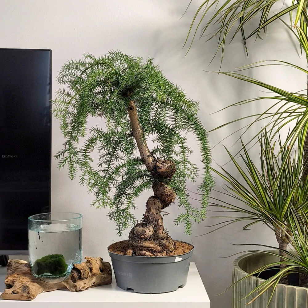 Araucaria Cunninghamii Bonsai