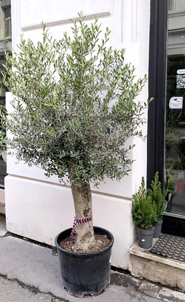 Olea europaea. Olivovnik evropsky