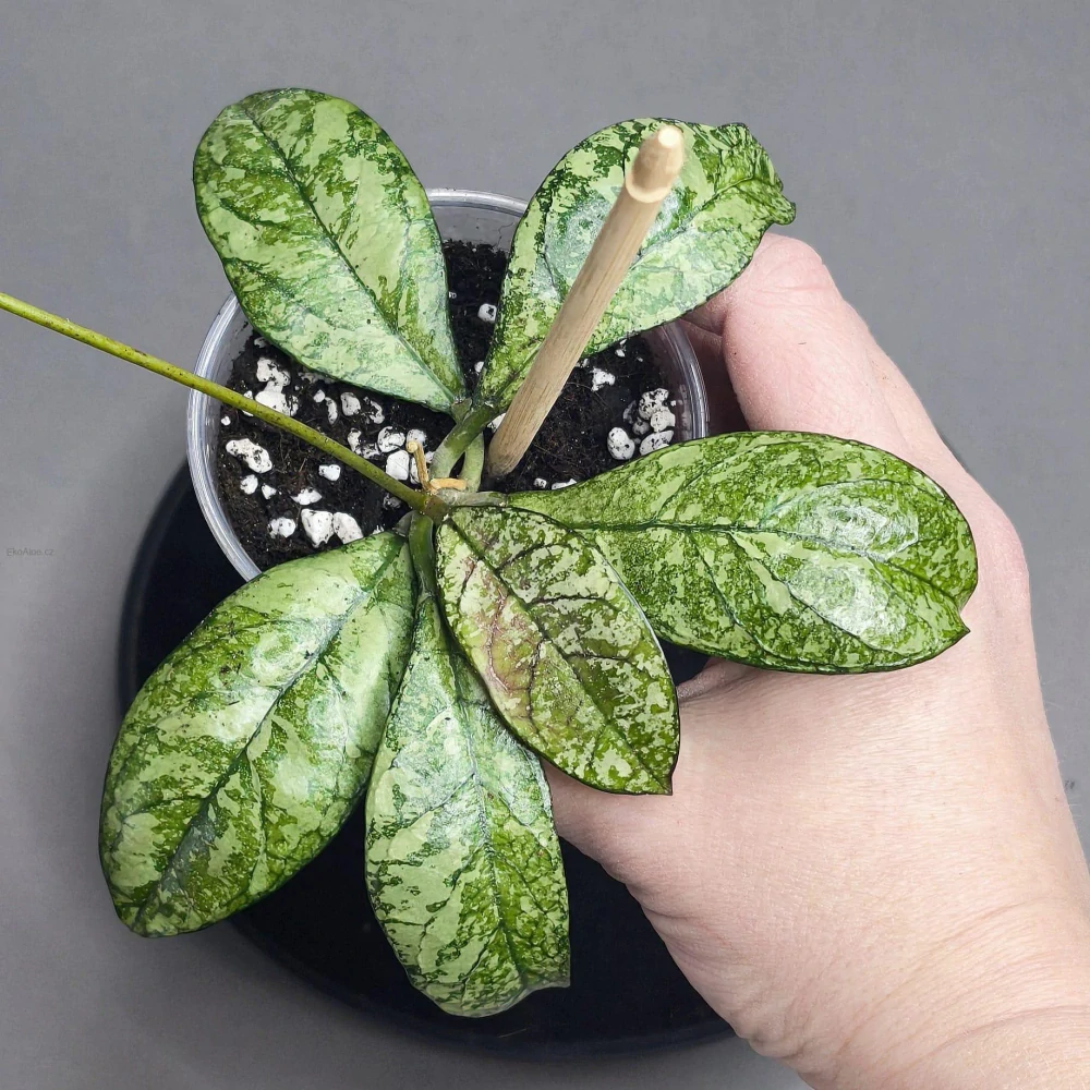 Hoya crassipetiolata silver splash round leaves