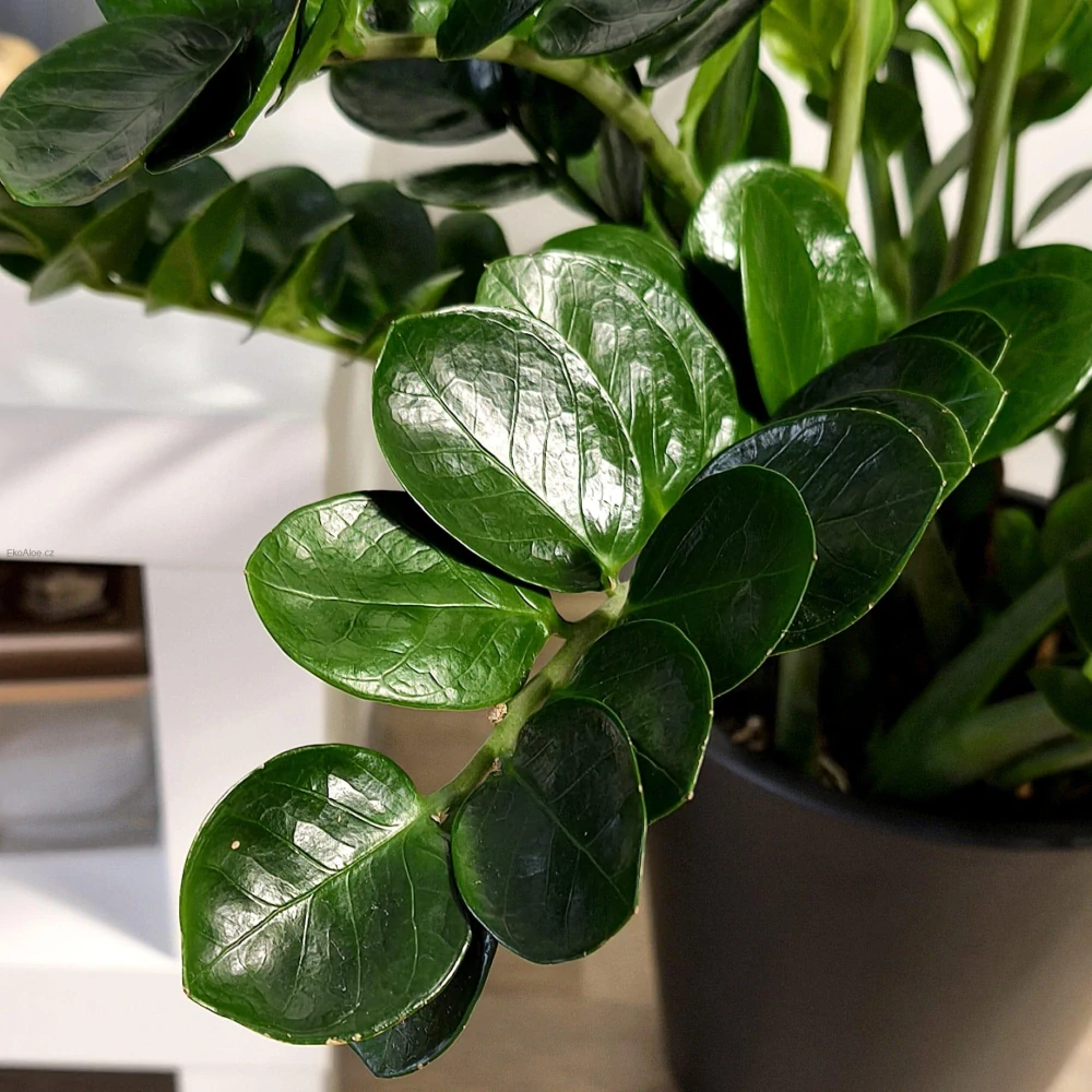 Zamioculcas zamiifolia Lucky XL