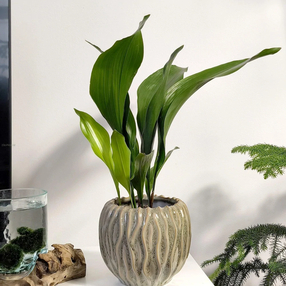 Aspidistra elatior. Kořenokvětka