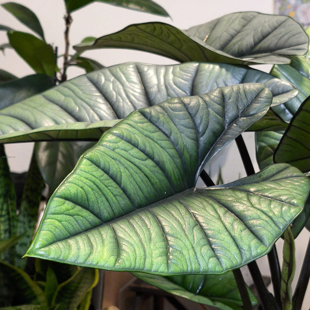 Alocasia Platinum XXL