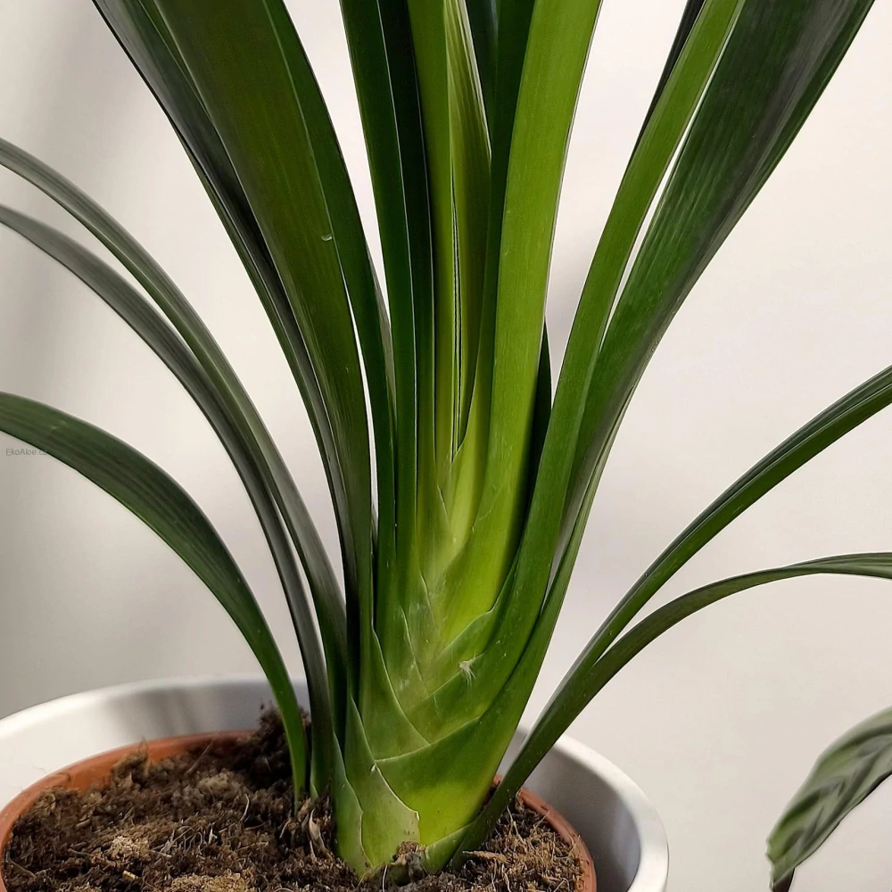 Clivia miniata