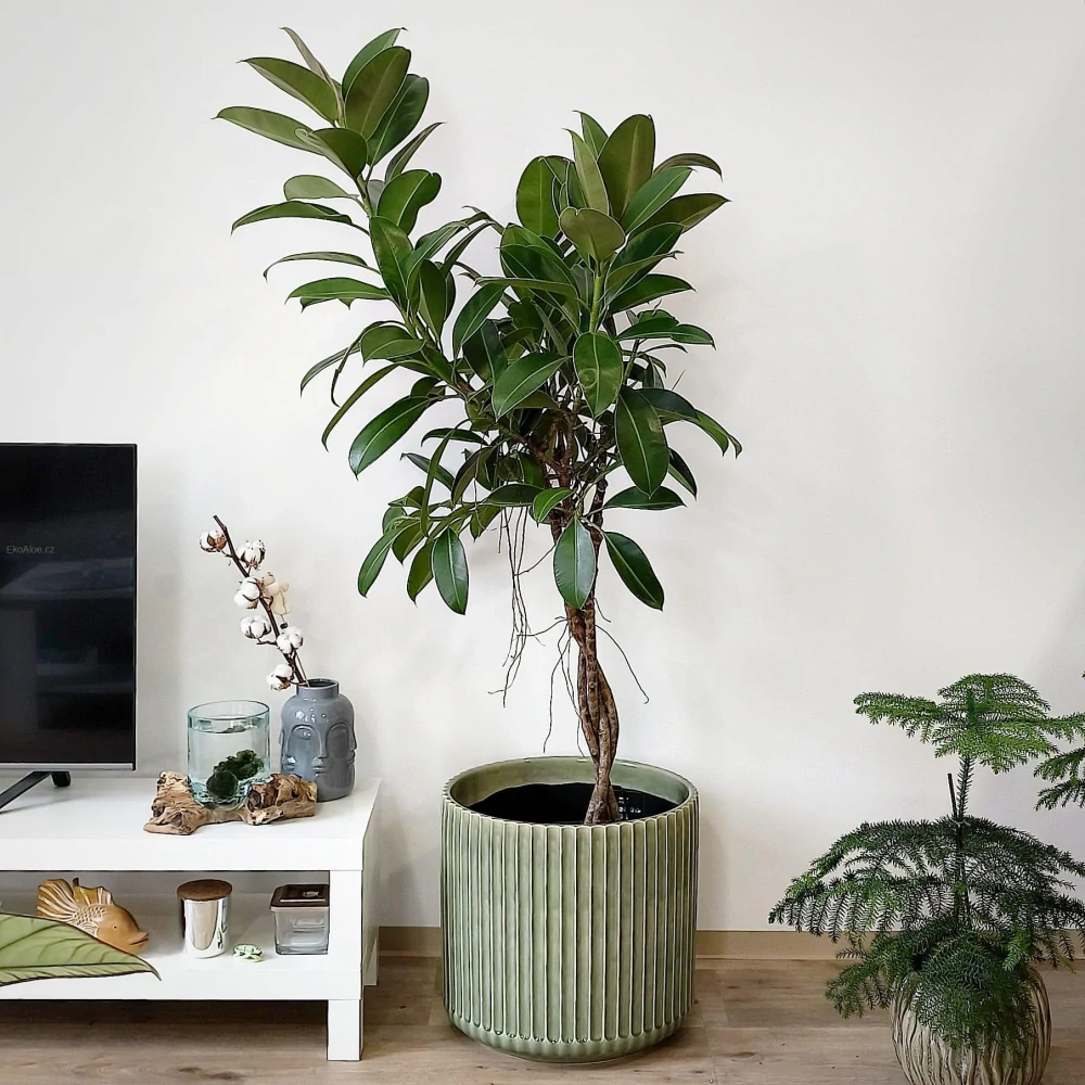 Ficus elastica Melany na stonku XXL