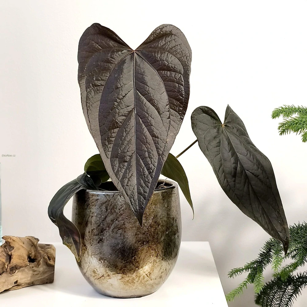 Anthurium Queen of Hearts