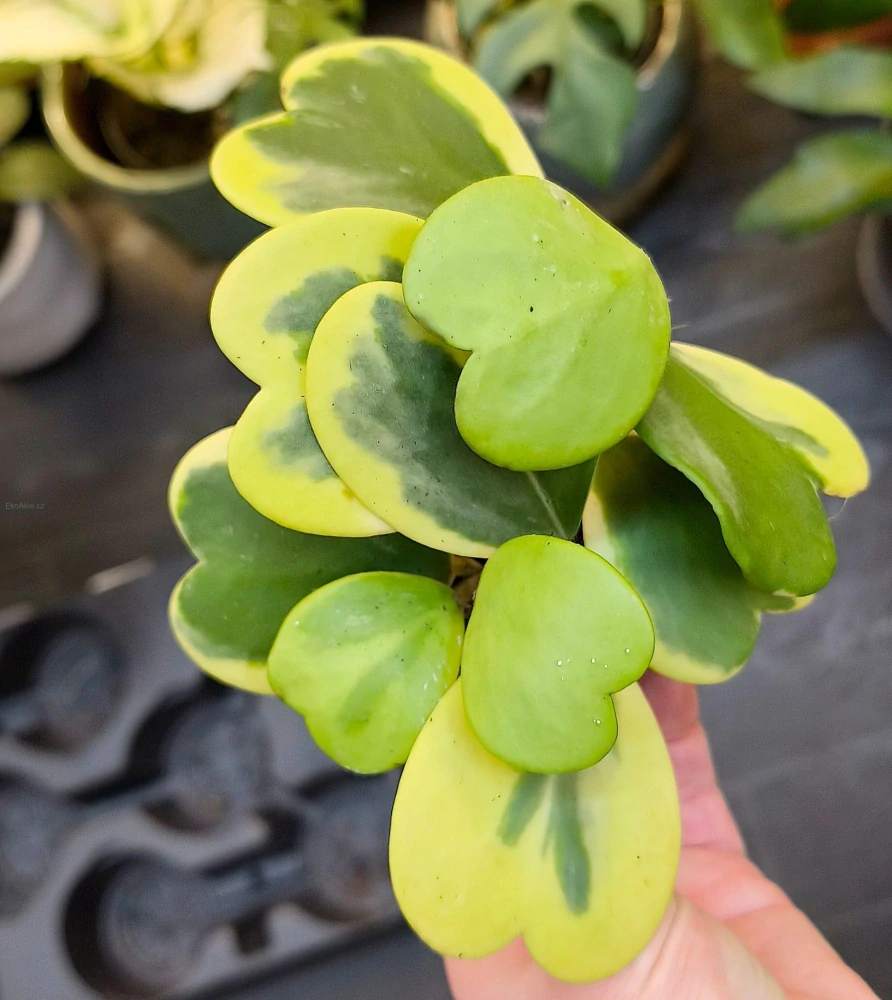 Hoya kerrii Albomarginata