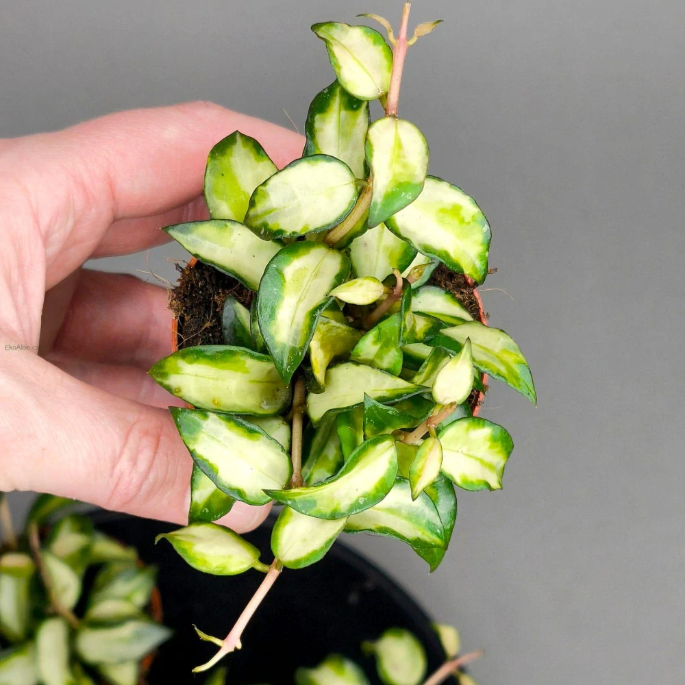 Hoya lacunosa sp.Bruno