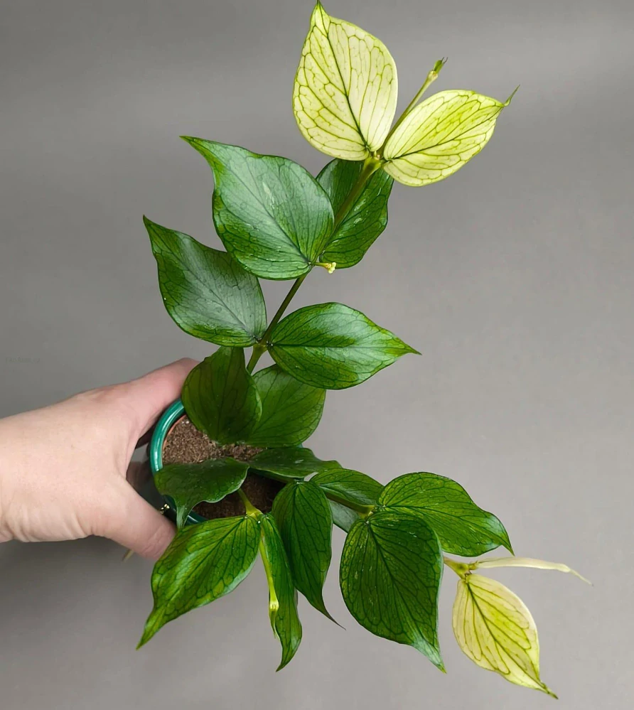 Hoya Polyneura fishtail