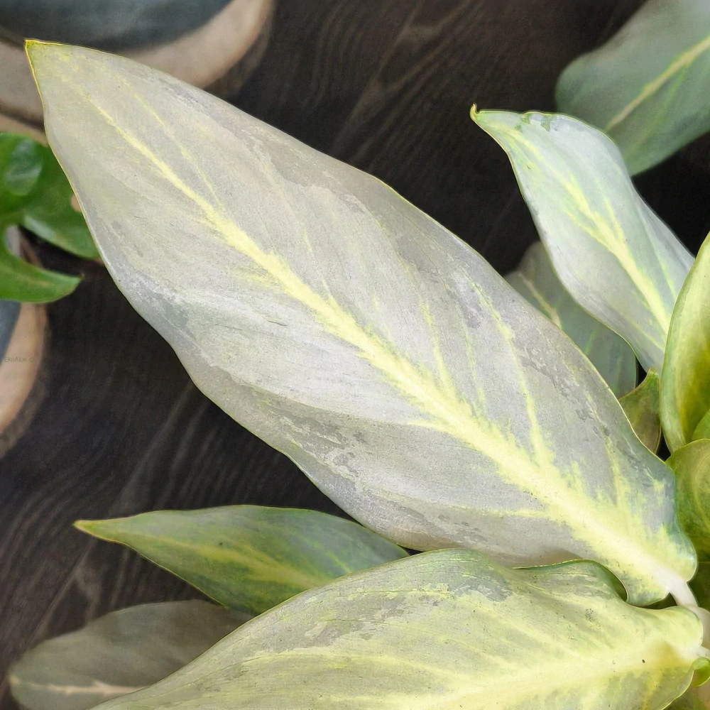 Aglaonema Ghost