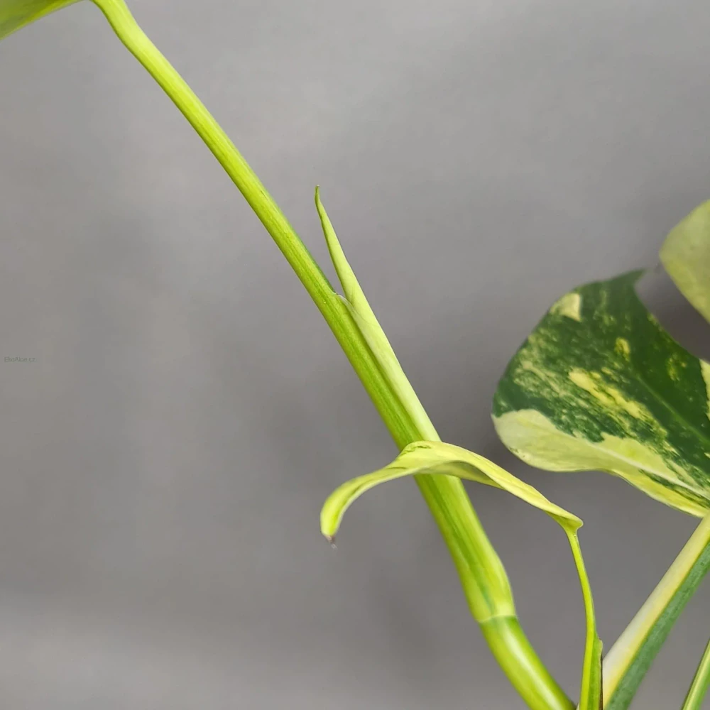 Monstera Aurea (Marmorata)