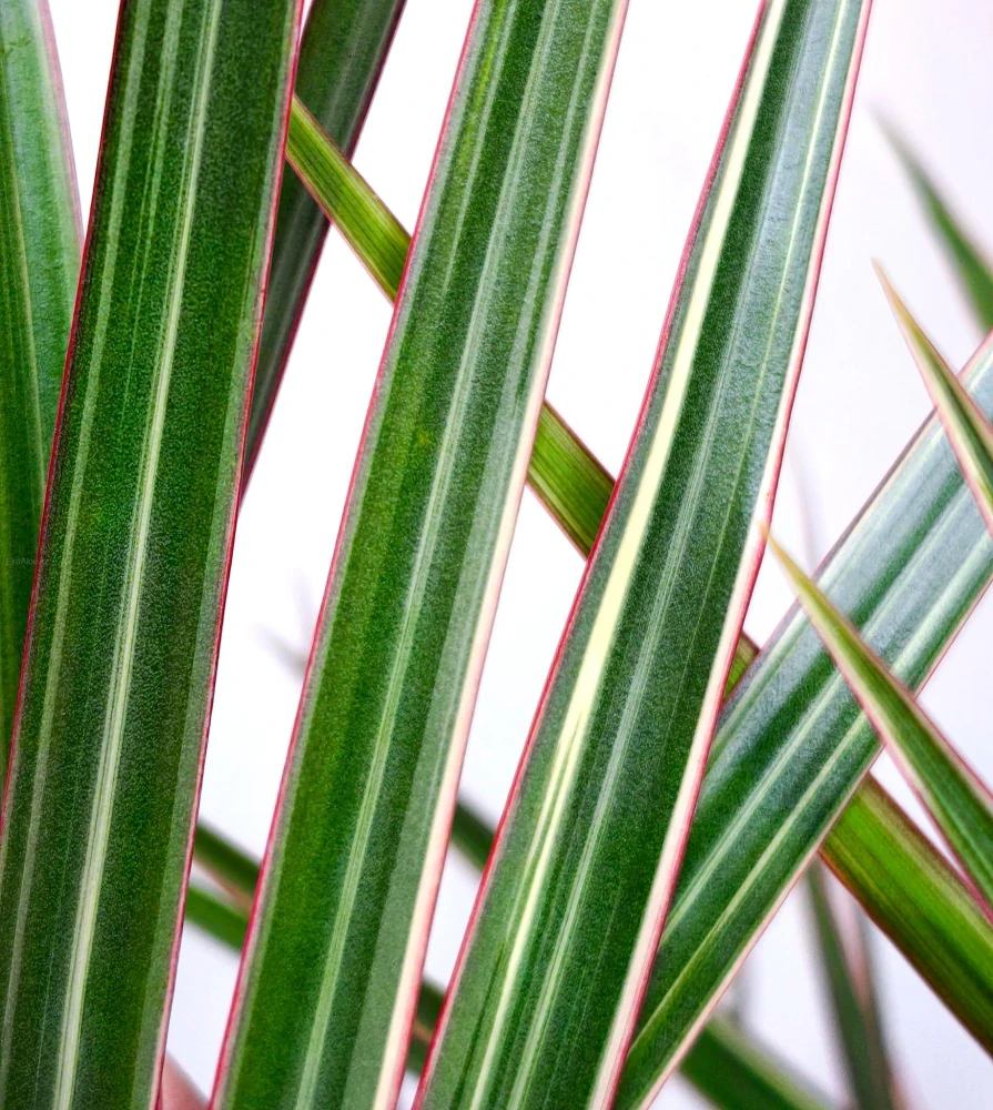 Dracaena marginata Bicolor (dračinec lemovaný)