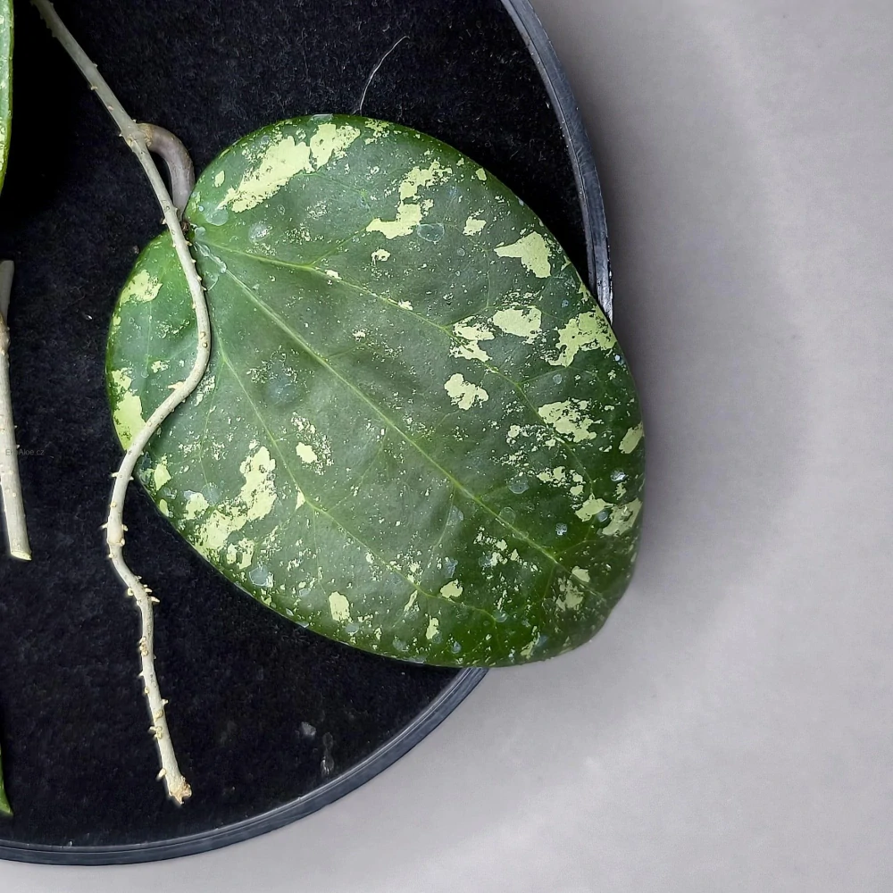 Hoya Glabra giant Splash řízek k zakořenění.