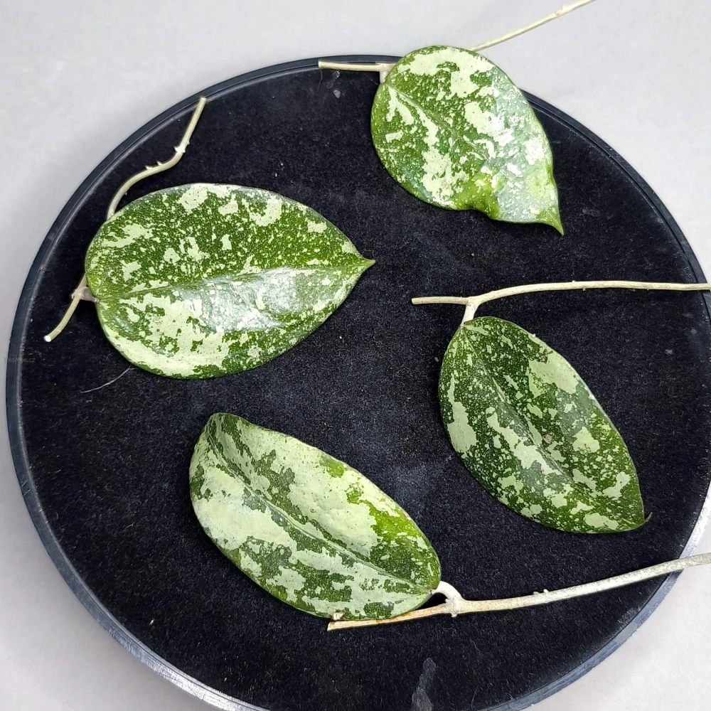 Hoya verticillata (sp. Nganjuk) řízek k zakořenění.