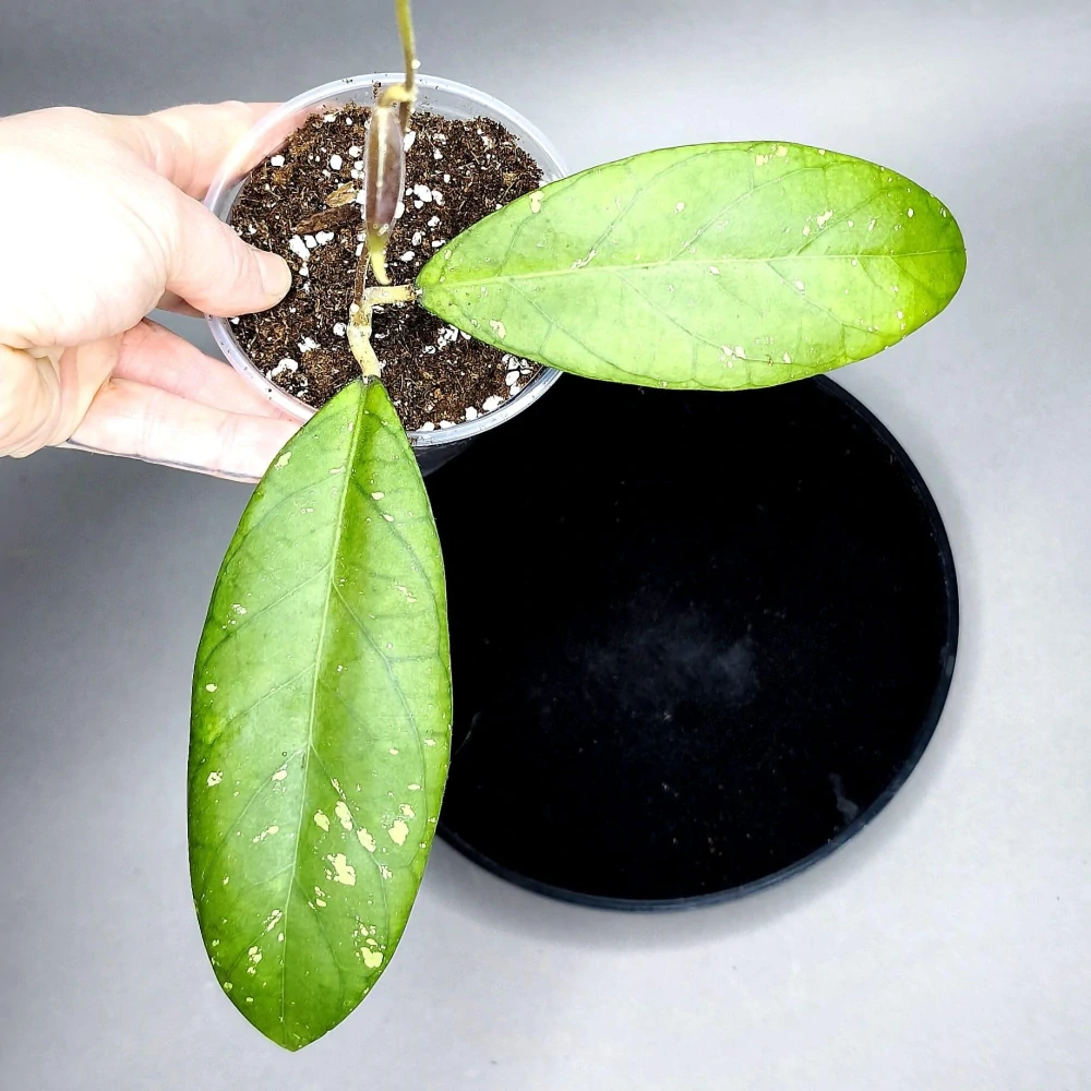 Hoya sp. Sumatra IML 1012