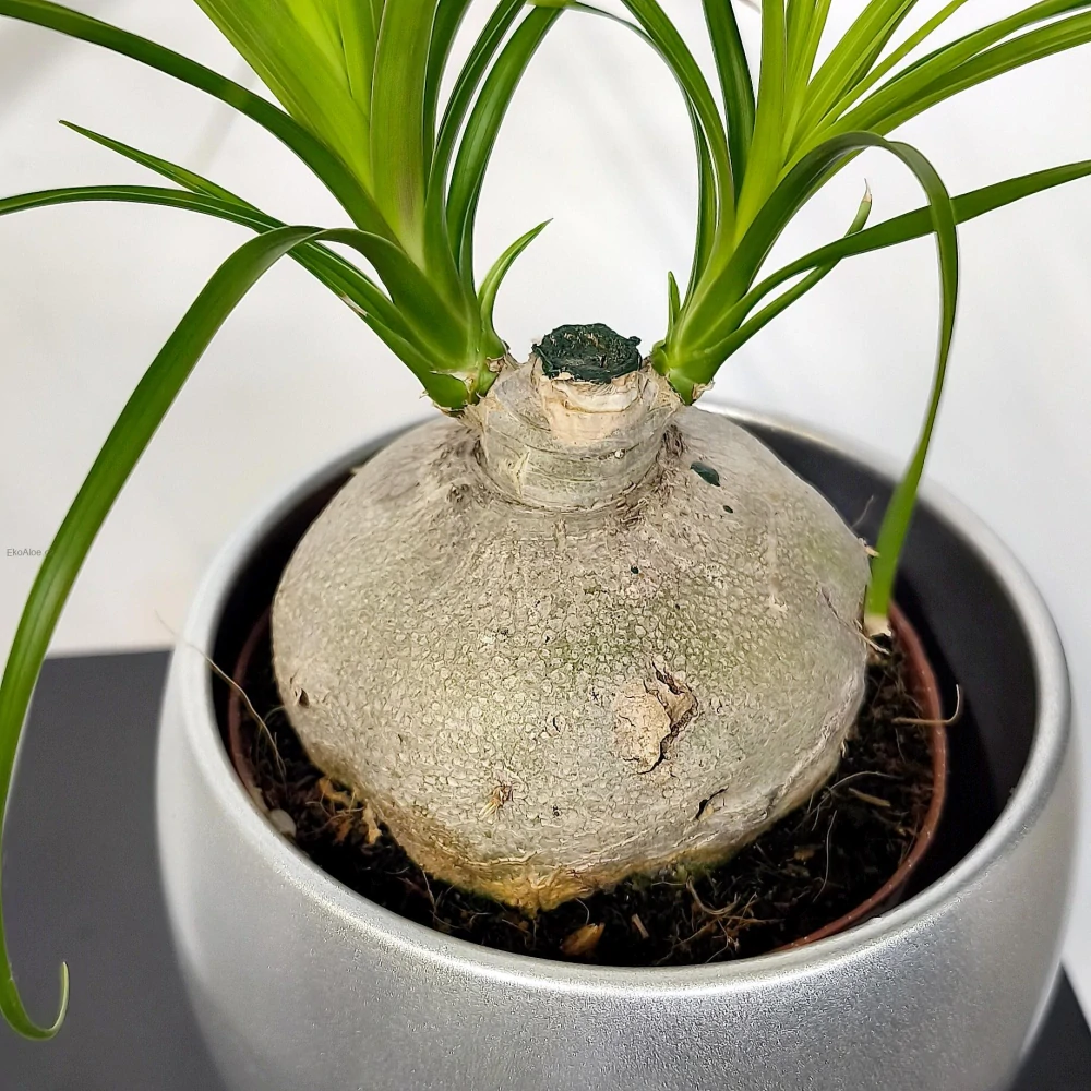 Bokarnea tlustokmenná, Nolina, Sloní noha větvená