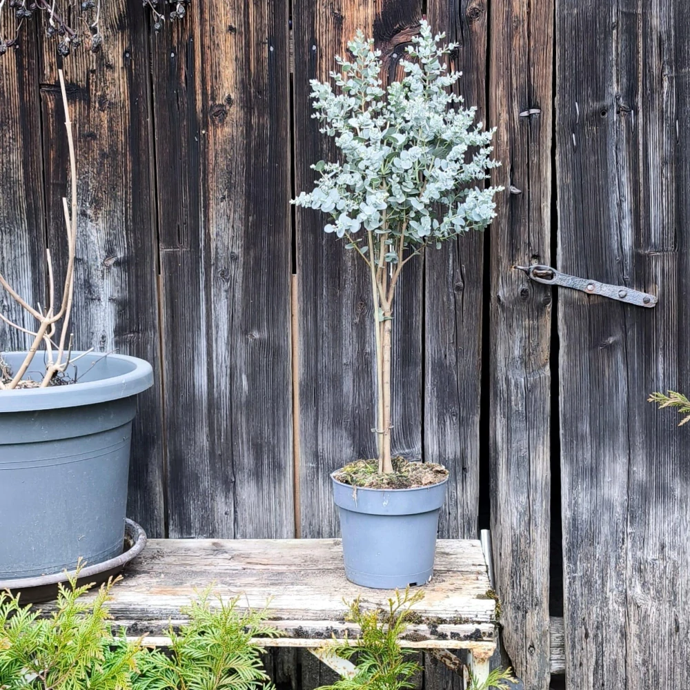 Eucalyptus gunnii AZURA
