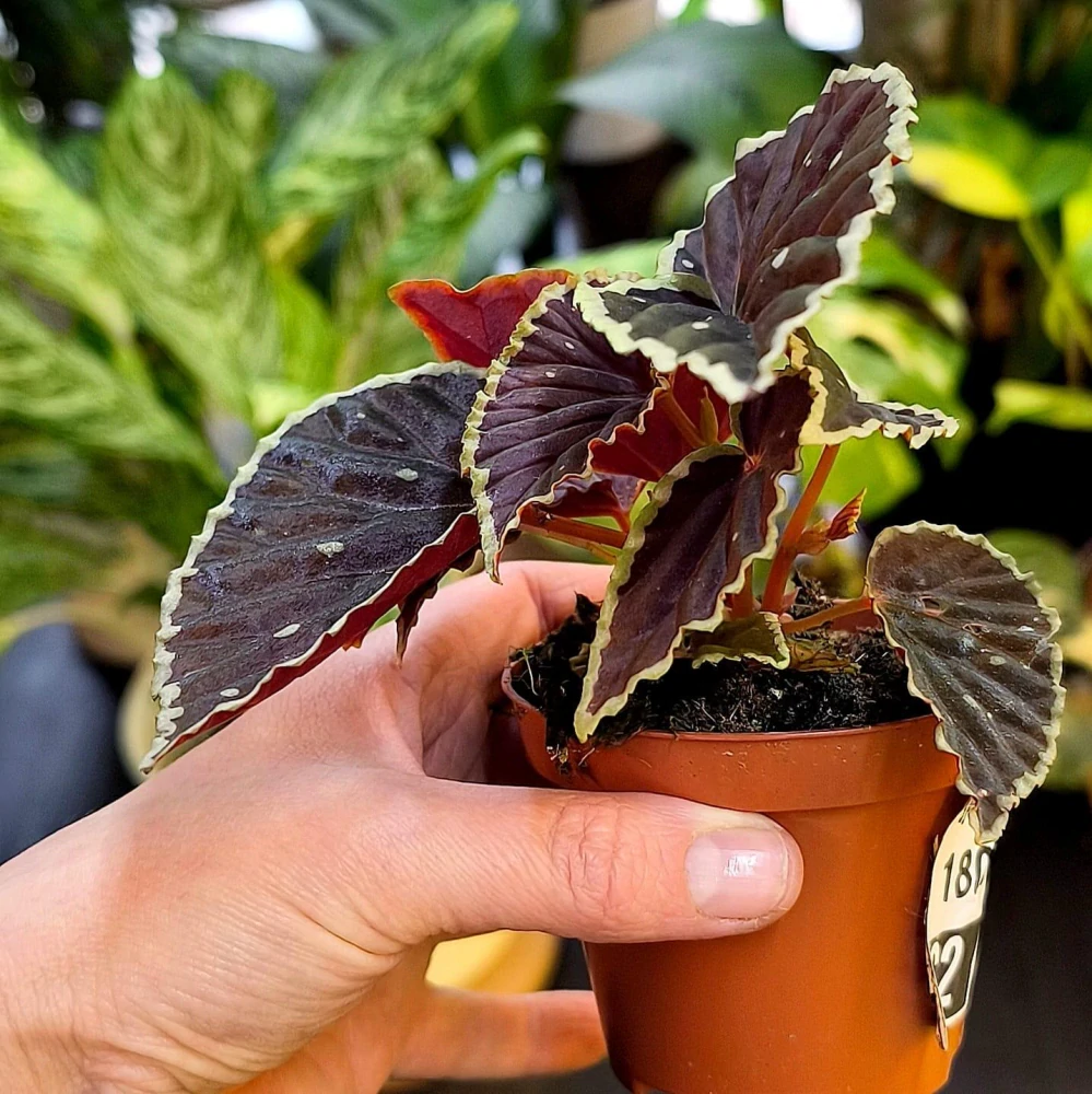 Begonia darthvaderiana