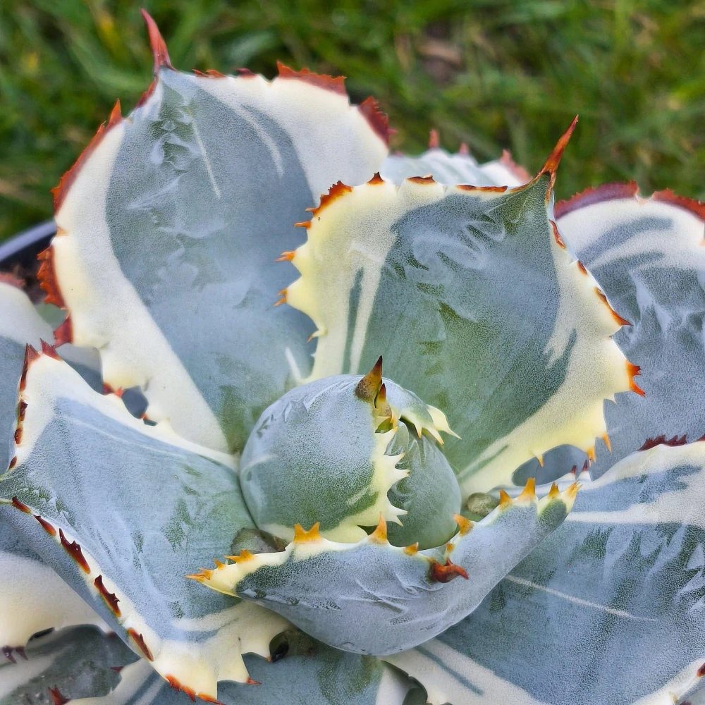 Agave potatorum Kissho Kan