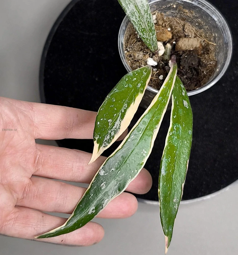Hoya Pubicalyx Pink Silver albomarginata splash