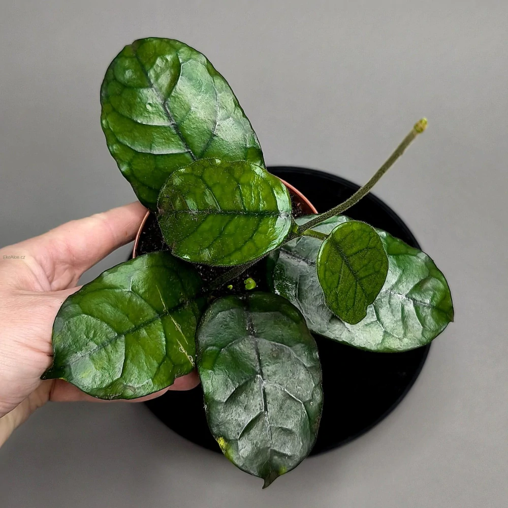 Hoya villosa Cao Bang Vietnam 