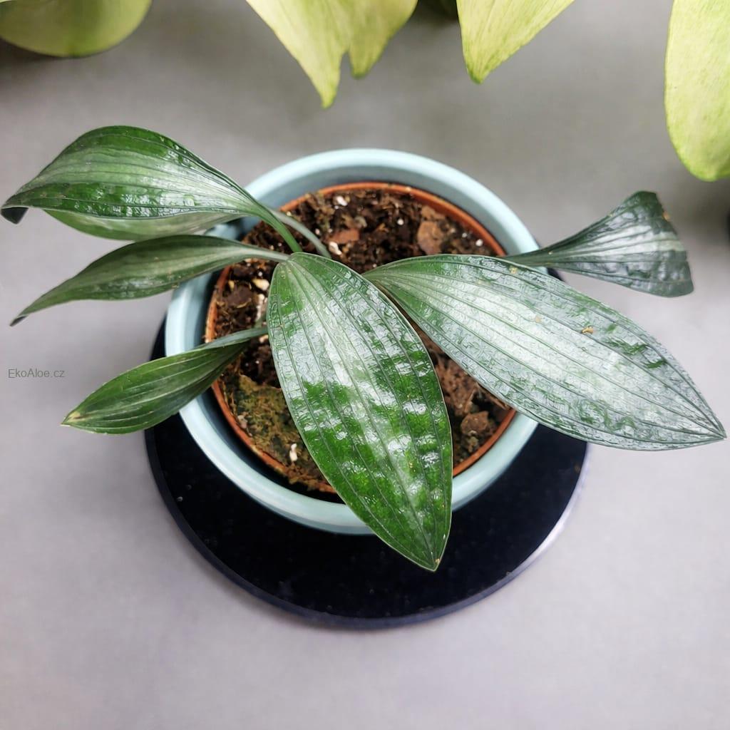 Aspidistra Silver stripe