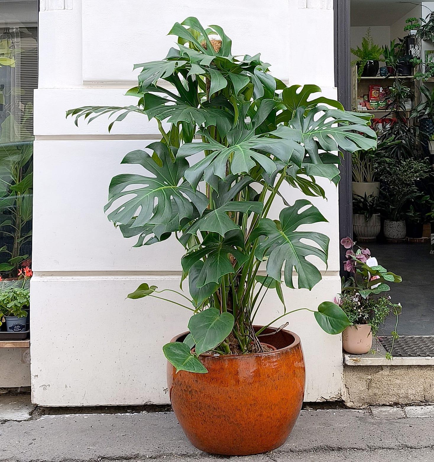 Monstera deliciosa Liebm XXL