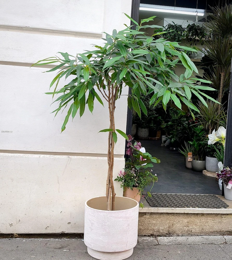 Ficus binnendjikii Amstel King XL