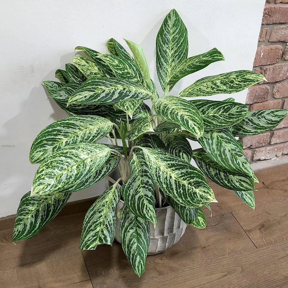 Aglaonema Madonna XXL