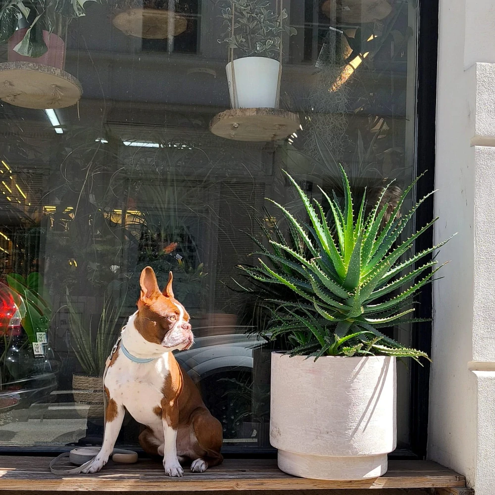 Aloe stromovitá XXL- Aloe arborescens