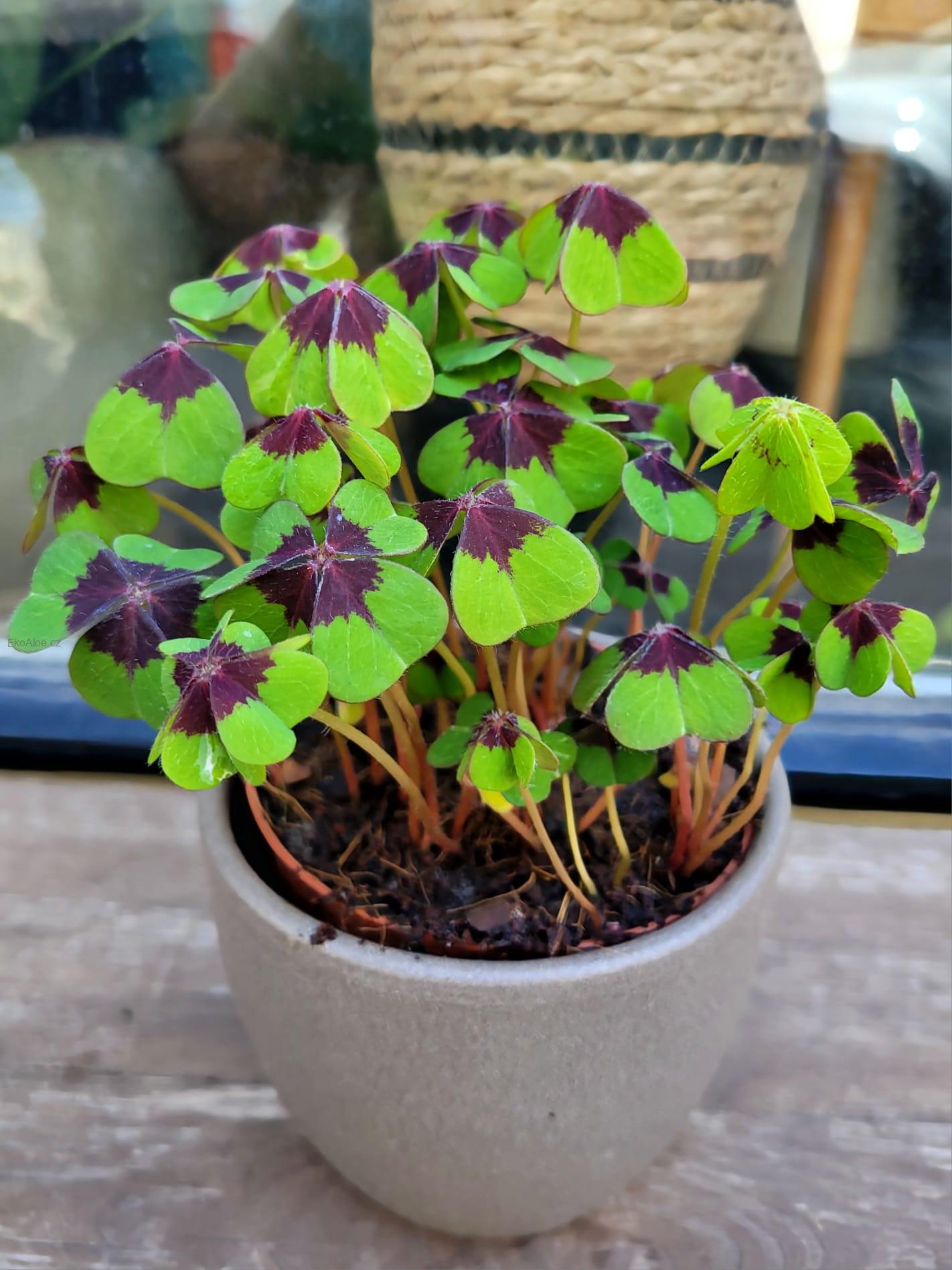 Oxalis deppei Geluk Engels