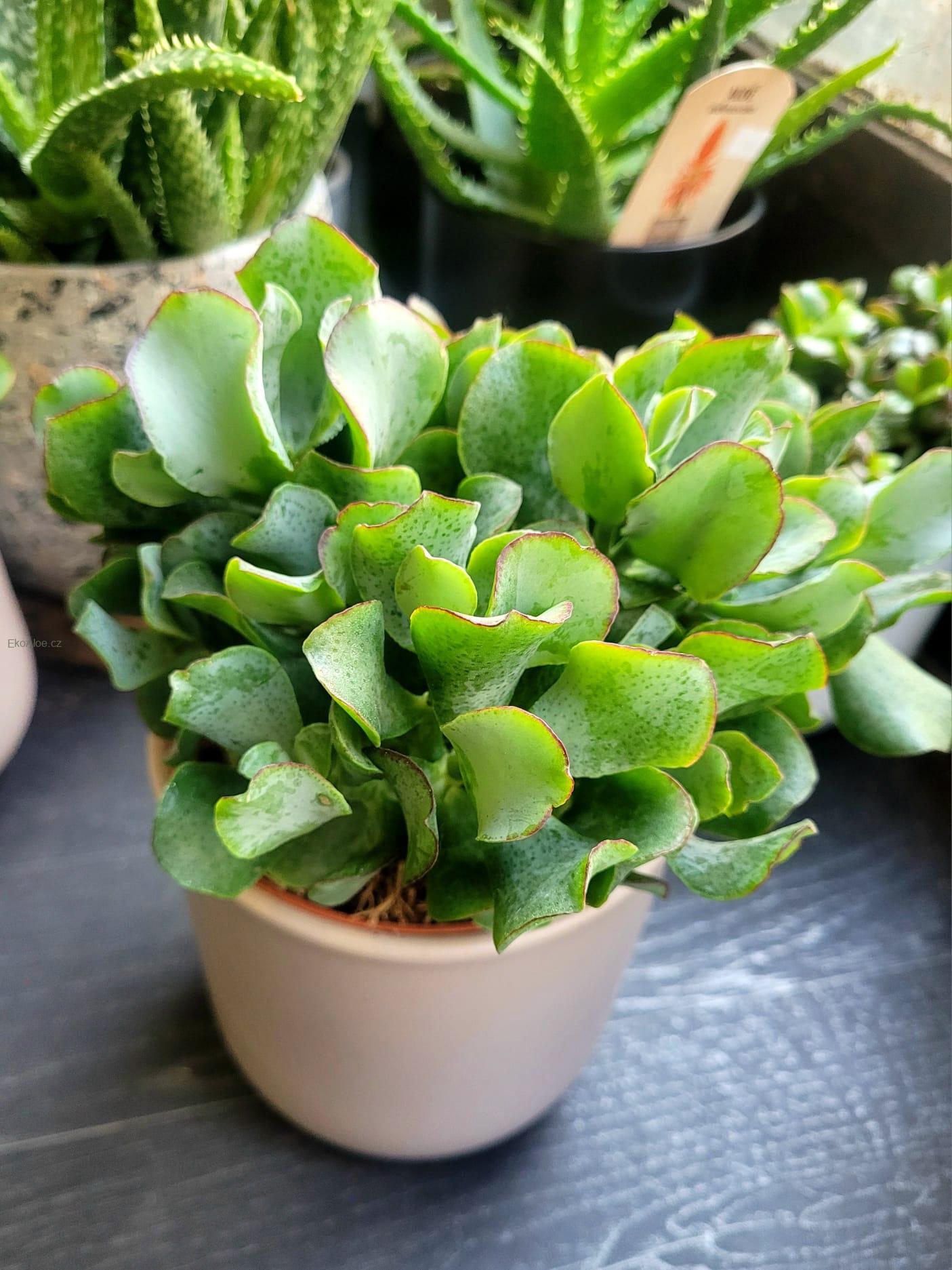 Crassula “Curly Green”