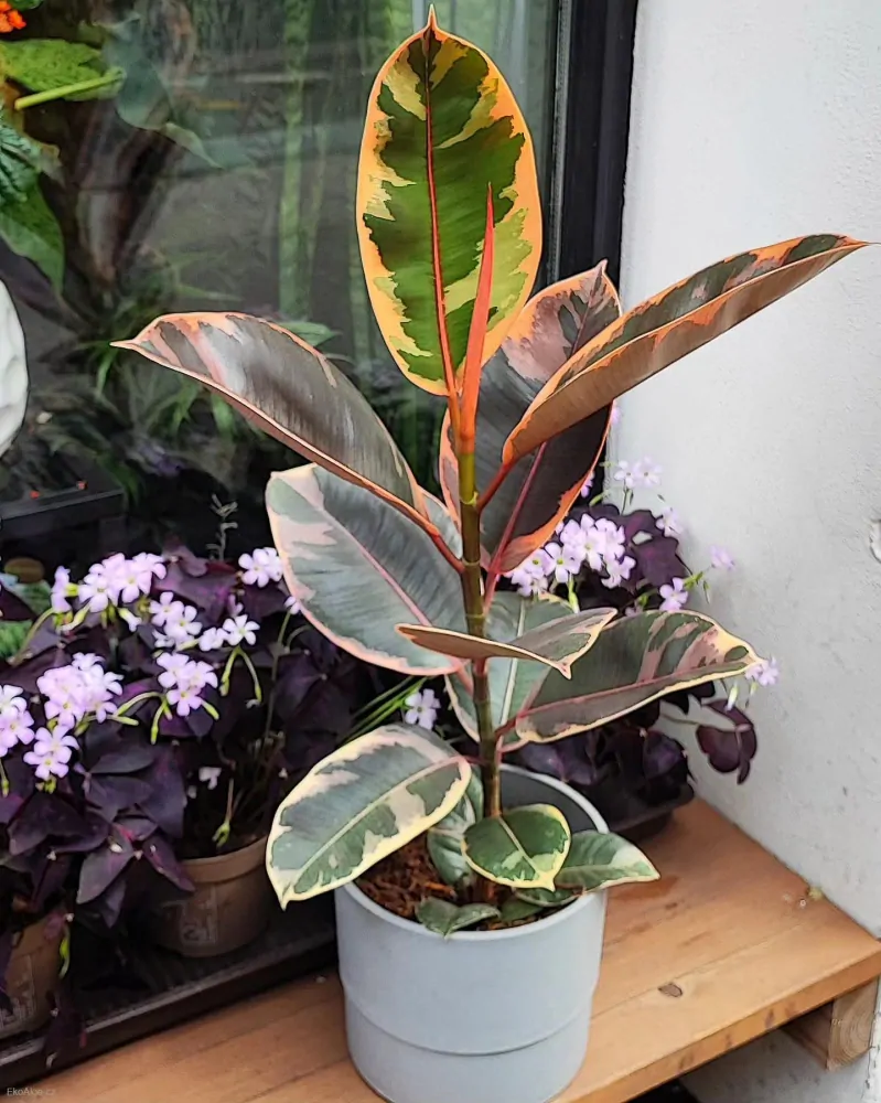 Ficus elastica robusta Belize