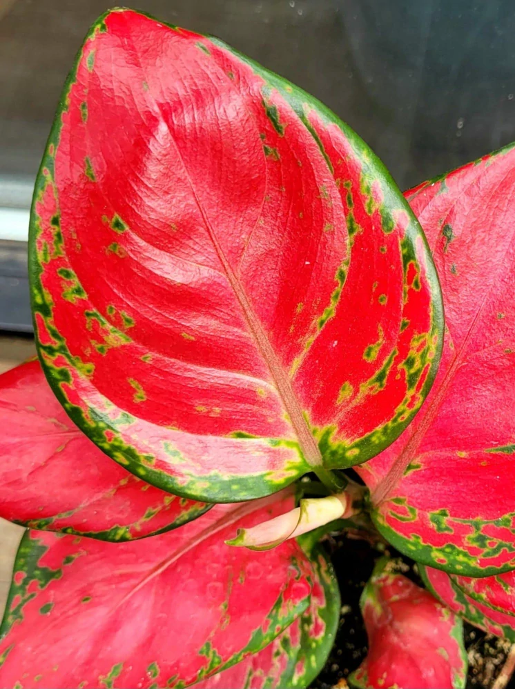 Aglaonema Lucky Red