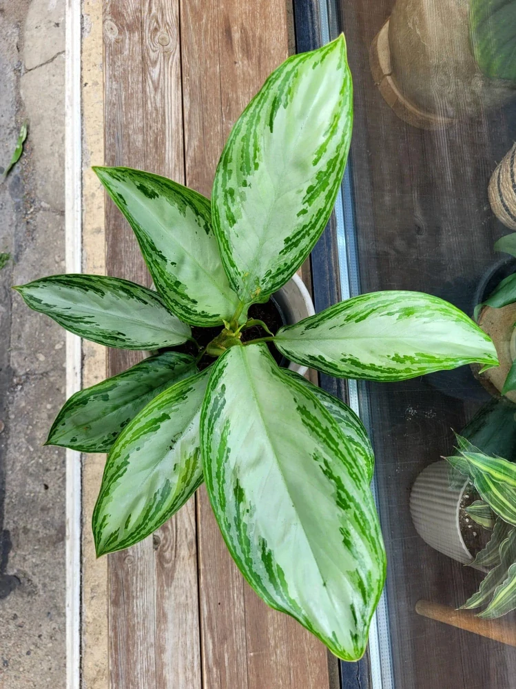 Aglaonema commutatum silver Bay 