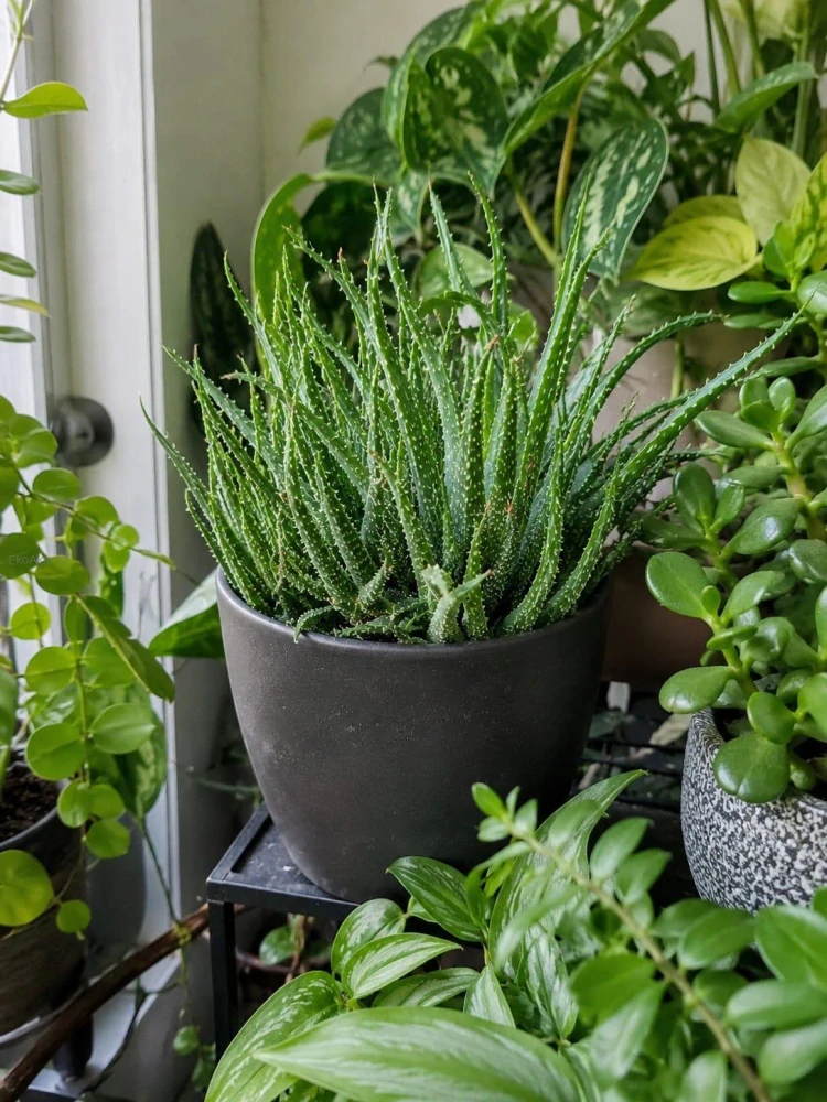 Aloe Humilis