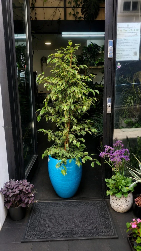 Ficus benjamina Golden King